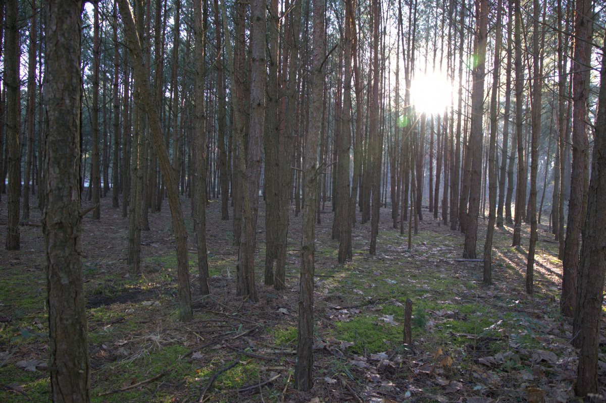 Im Wald